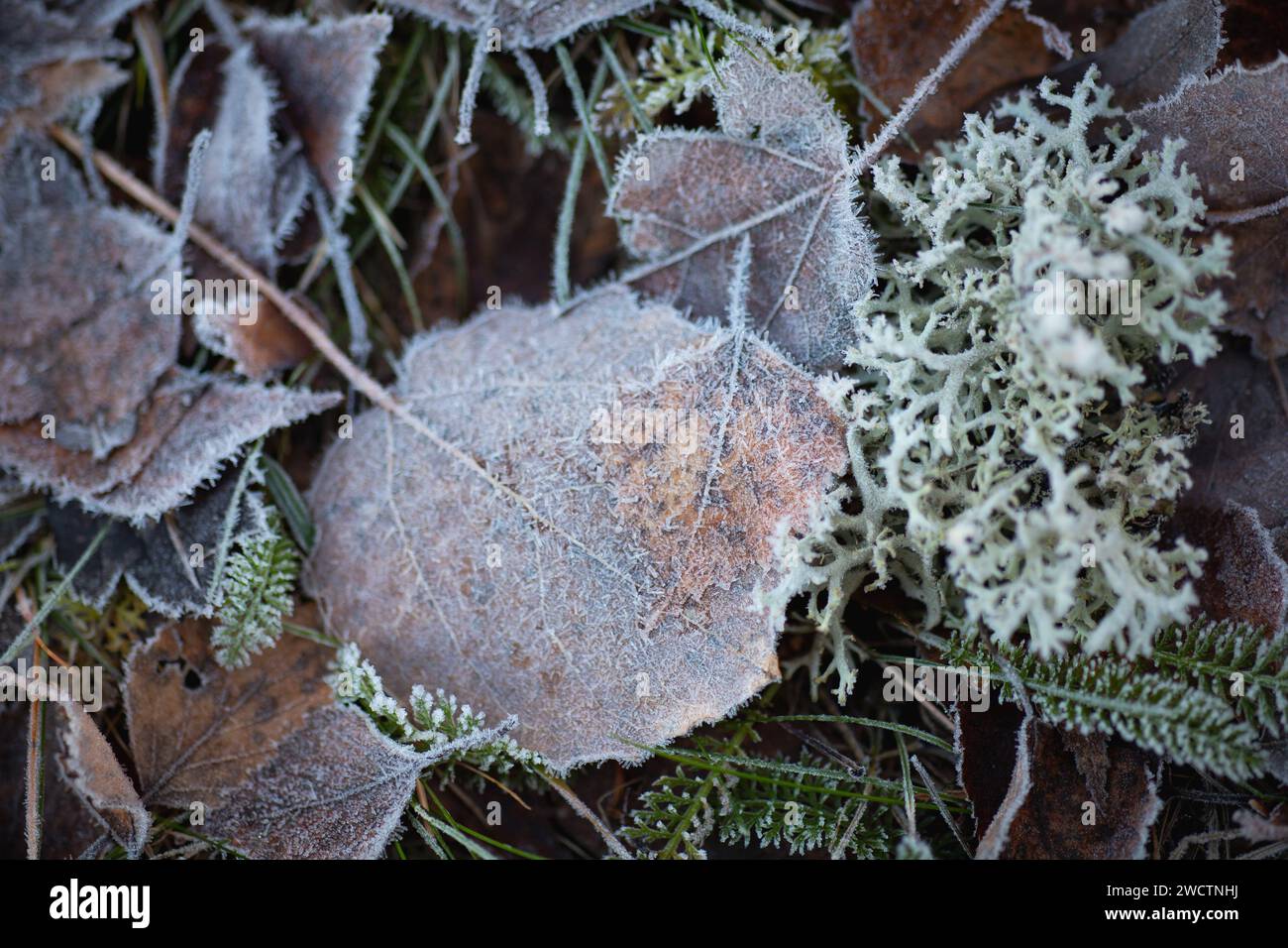 Gefrorene Herbstblätter in einem Wald in Finnland während des Herbstes. Stockfoto