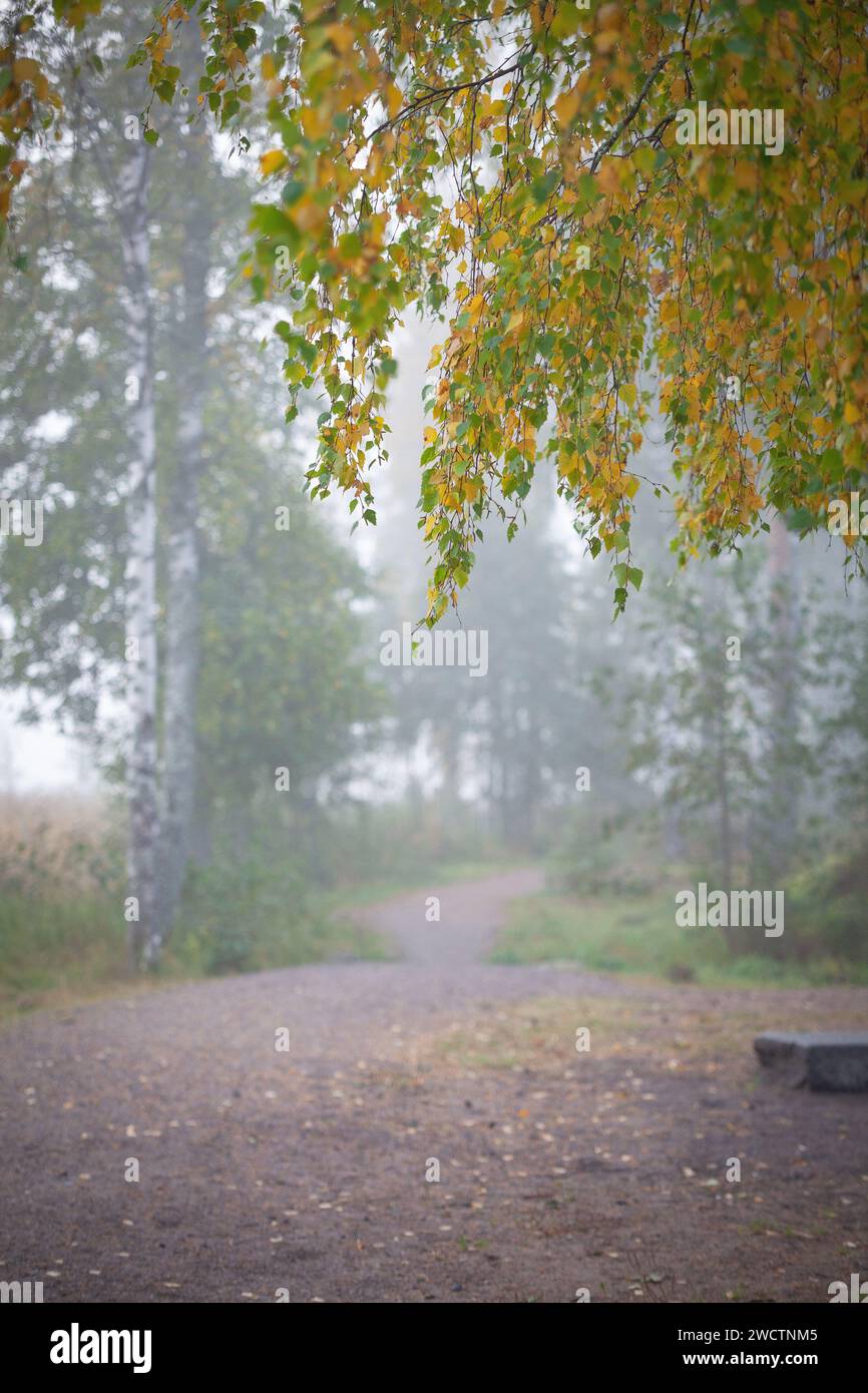 Nebeliger Morgen im finnischen Wald während der Herbstzeit. Ätherische Stimmung. Stockfoto