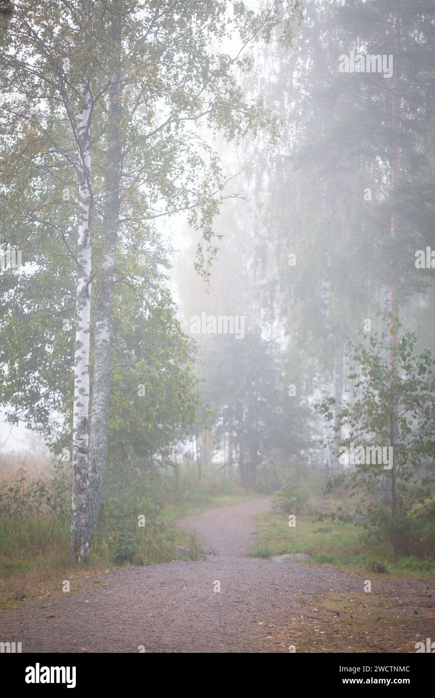 Nebeliger Morgen im finnischen Wald während der Herbstzeit. Ätherische Stimmung. Stockfoto