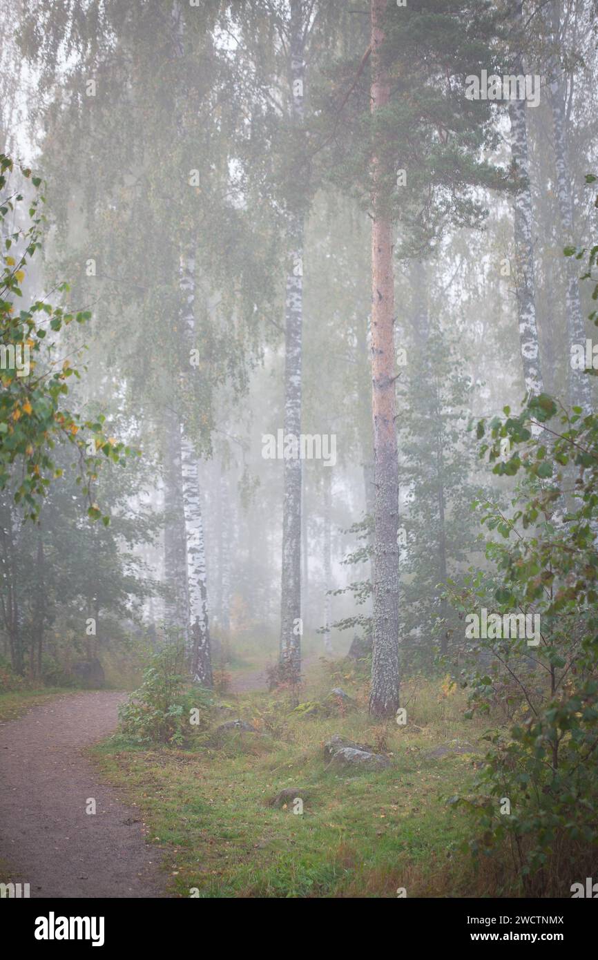 Nebeliger Morgen im finnischen Wald während der Herbstzeit. Ätherische Stimmung. Stockfoto