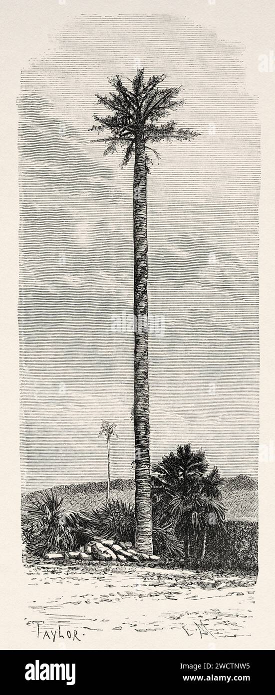 Palm (Corypha Utan) Java Insel. Indonesien, Südosten. Sechs Wochen in Java 1879 von Desire Charnay (1828–1915) alter Stich aus dem 19. Jahrhundert aus Le Tour du Monde 1880 Stockfoto