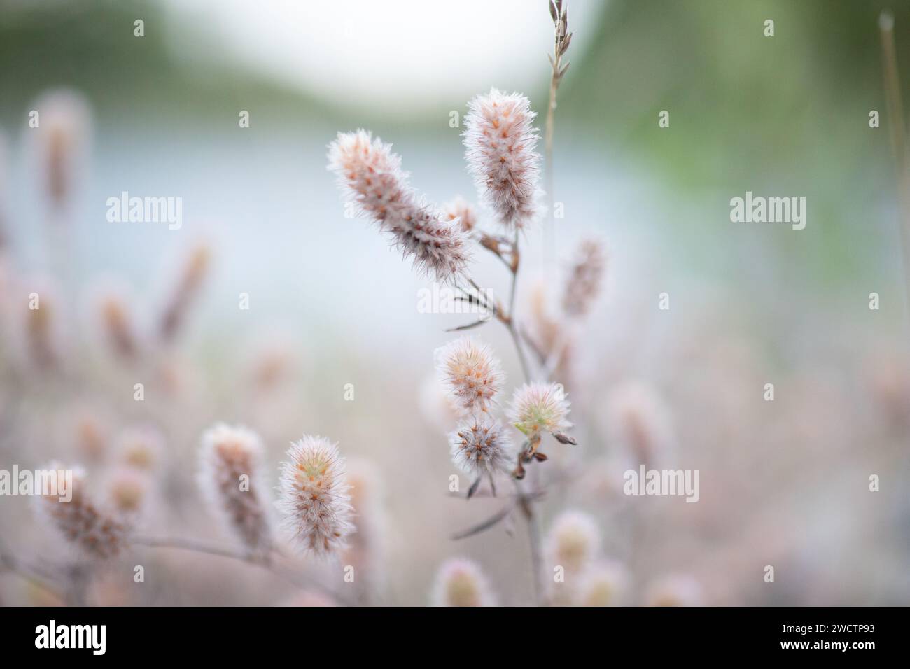 Schönes Feld mit Trockenfrüchten in Finnland im Herbst. Stockfoto