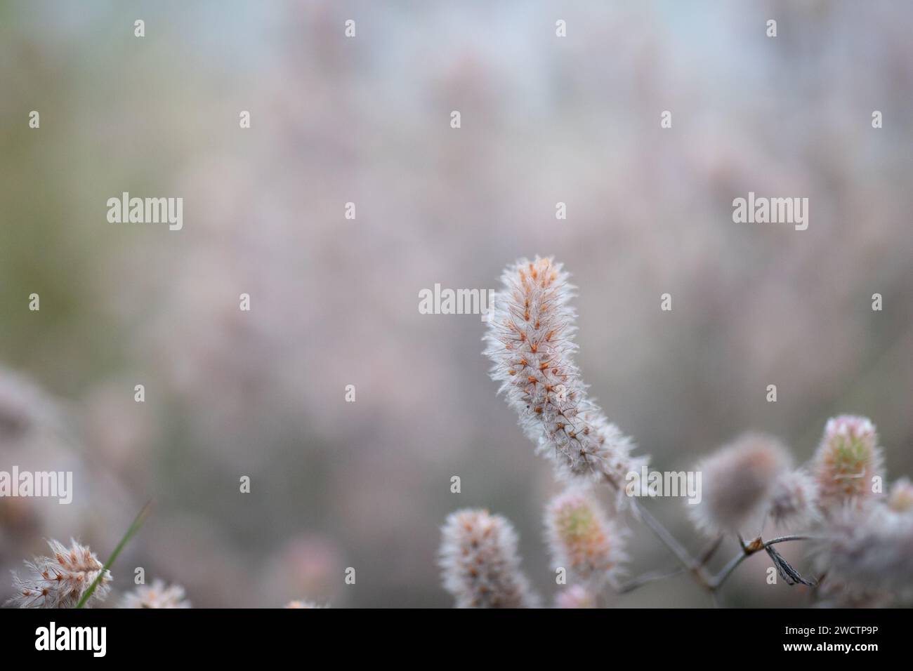 Schönes Feld mit Trockenfrüchten in Finnland im Herbst. Stockfoto