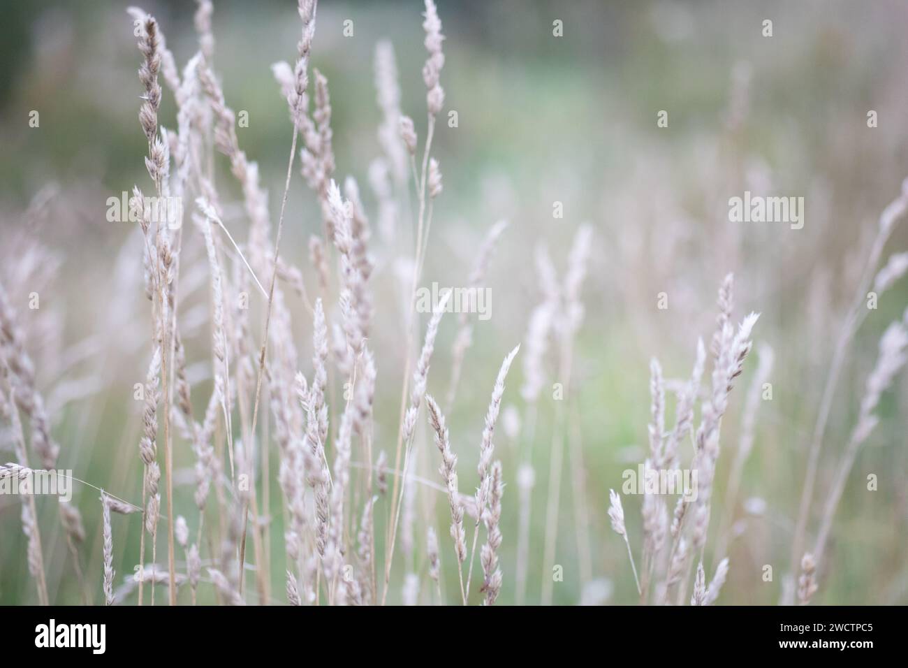 Schönes Feld mit Trockenfrüchten in Finnland im Herbst. Stockfoto