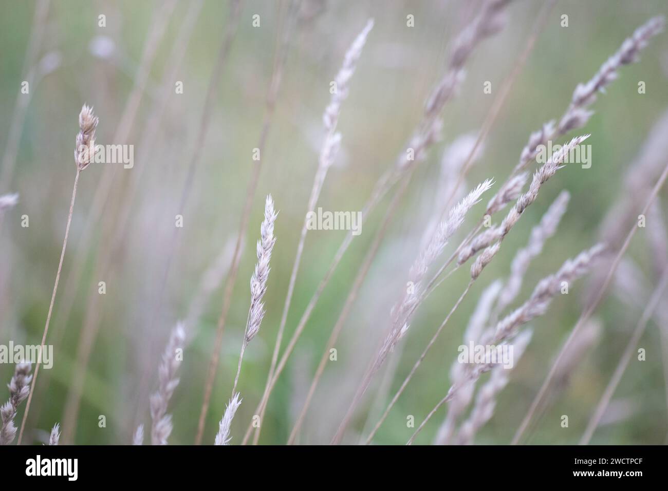 Schönes Feld mit Trockenfrüchten in Finnland im Herbst. Stockfoto