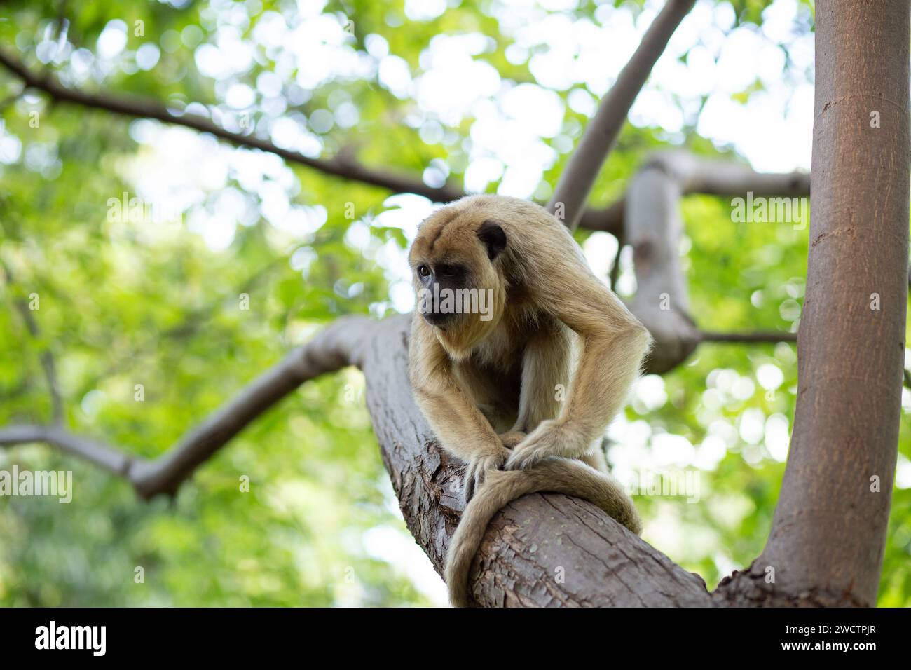 GOIANIA GOIAS BRASILIEN - 07. DEZEMBER 2023: Ein weibliches Schwarzes Brüllaffen, das auf einem Ast im Park thront. (Alouatta caraya) Stockfoto