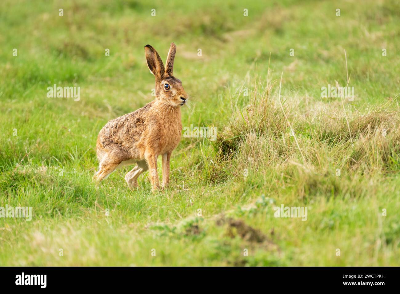 Lepus europaeus – Brown Hare in the Gras beim Norfolk Wildlife Trust Cley Marshes North Norfolk III Steeping Cley NWT, Oktober 2023 Stockfoto