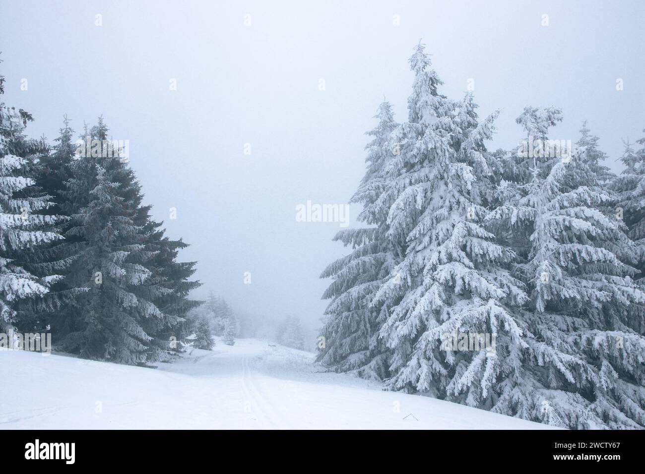 Oberwiesenthal/Fichtelberg - Winter-Idylle wartet auf Gäste: Mehrere Zentimeter Schnee sorgen für perfekte Wintersport-Bedingungen 14.01.2024 Oberwiesenthal, Fichtelberg die Temperaturen liegen auch weiterhin im Minusbereich und das Wetter verspricht sogar noch weitere Schneeflocken in dieser Woche. Die Landschaft rund um den Fichtelberg liegt unter einem zentimeterdicken Schneeschicht, die Bäume ragen schneebedeckt in den nebeligen Himmel. Perfekte Bedingungen für alle Winter-, Ski- oder Landschaftsbegeisterten. Am Wochenende waren Hunderte Besucher auf dem Fichtelberg unterwegs - egal, ob fü Stockfoto