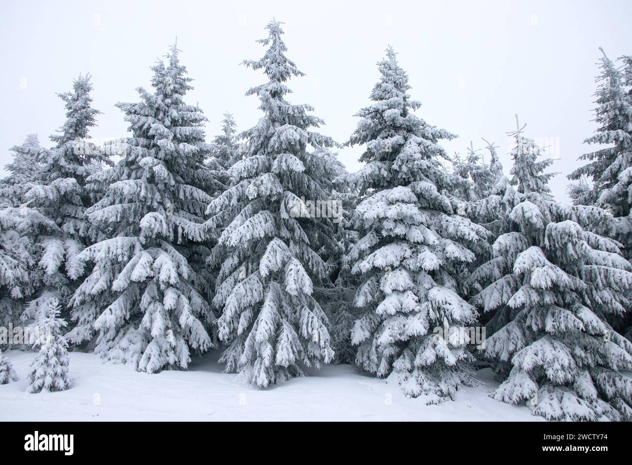 Oberwiesenthal/Fichtelberg - Winter-Idylle wartet auf Gäste: Mehrere Zentimeter Schnee sorgen für perfekte Wintersport-Bedingungen 14.01.2024 Oberwiesenthal, Fichtelberg die Temperaturen liegen auch weiterhin im Minusbereich und das Wetter verspricht sogar noch weitere Schneeflocken in dieser Woche. Die Landschaft rund um den Fichtelberg liegt unter einem zentimeterdicken Schneeschicht, die Bäume ragen schneebedeckt in den nebeligen Himmel. Perfekte Bedingungen für alle Winter-, Ski- oder Landschaftsbegeisterten. Am Wochenende waren Hunderte Besucher auf dem Fichtelberg unterwegs - egal, ob fü Stockfoto