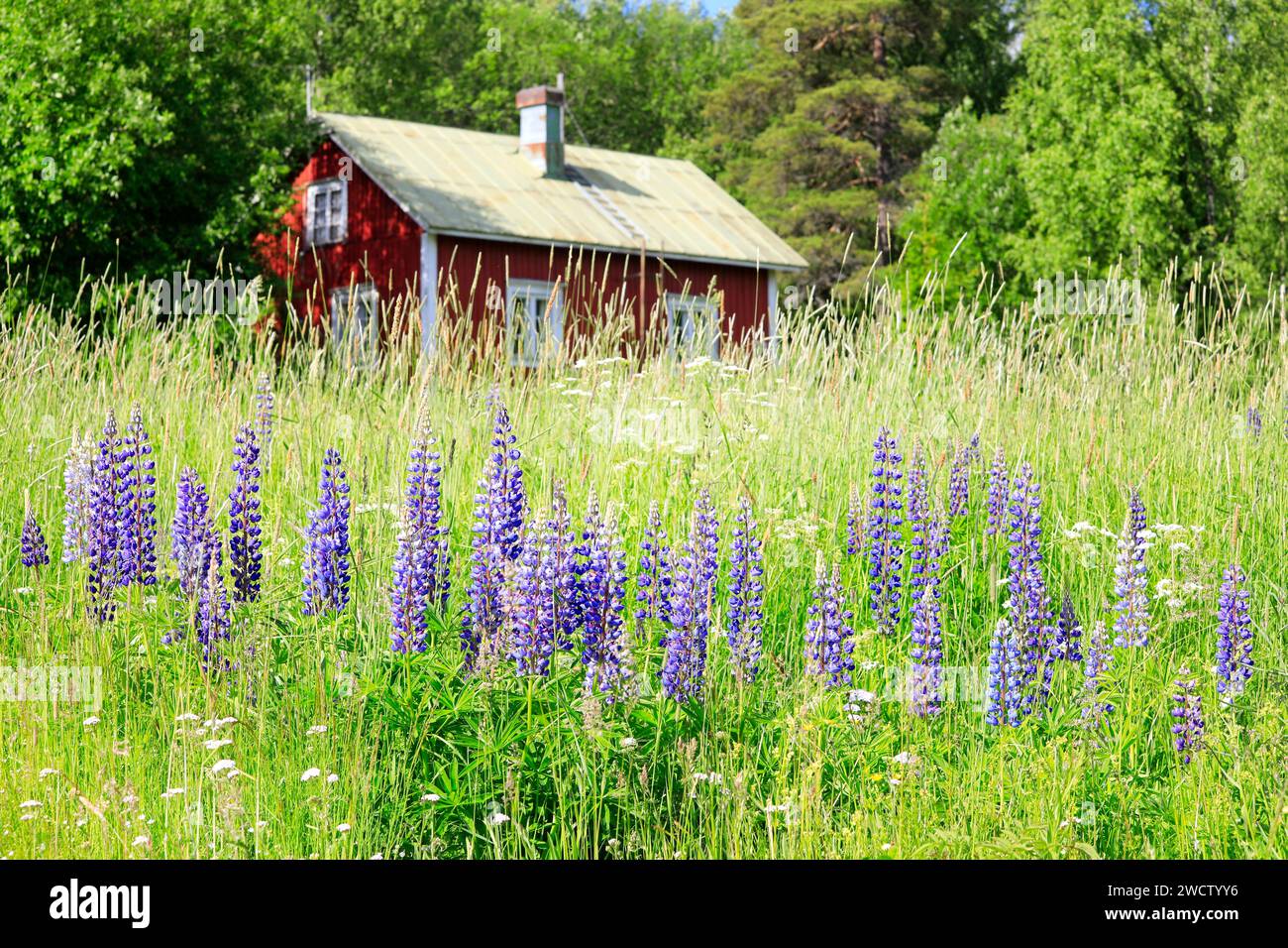 Violette Lupinen, Lupinus polyphyllus, wachsen auf einer Graswiese mit einem kleinen roten Sommerhäuschen im Hintergrund an einem sonnigen Tag. Stockfoto