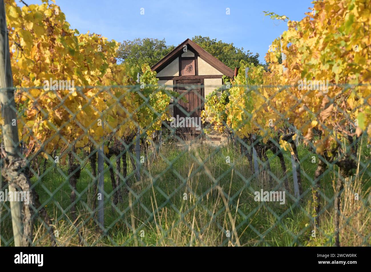 Weinberg im Herbst - Weinberghütte und Reben mit gelben, braunen und grünen Blättern in der Abendsonne. Stockfoto