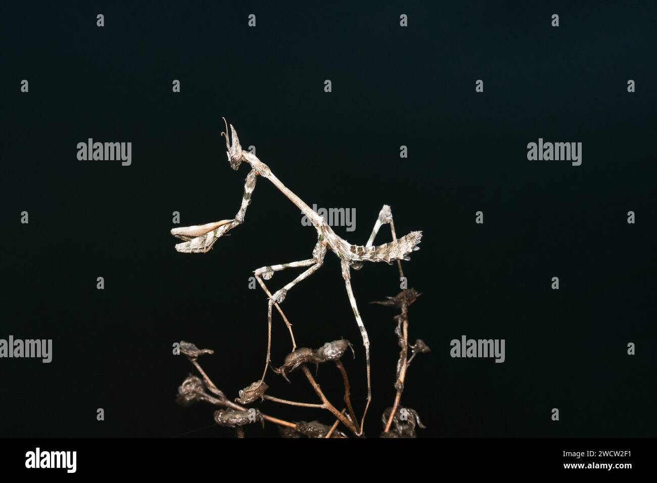 Geigenmantis, Empusa pennata, Satara, Maharashtra, Indien Stockfoto