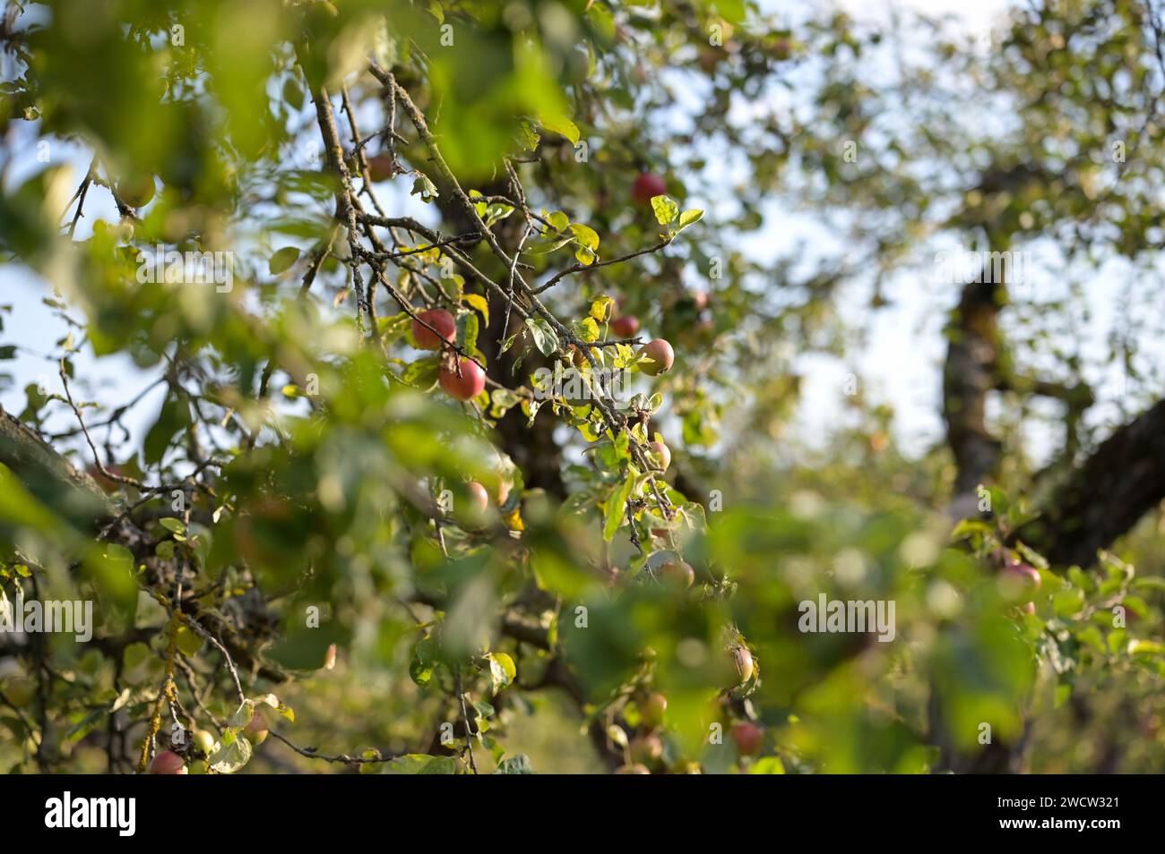 Rote Äpfel und grüne Blätter auf dem Zweig eines Baumes in der Abendsonne im Spätsommer. Stockfoto
