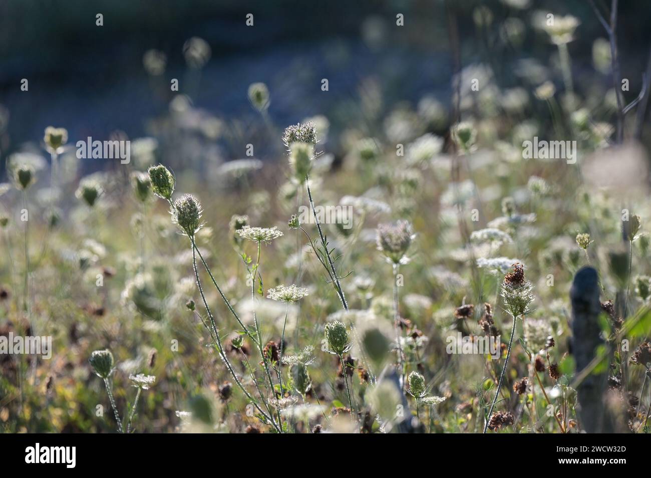 Weiße Blüten im Herbst: Disteln in der Abendsonne Stockfoto