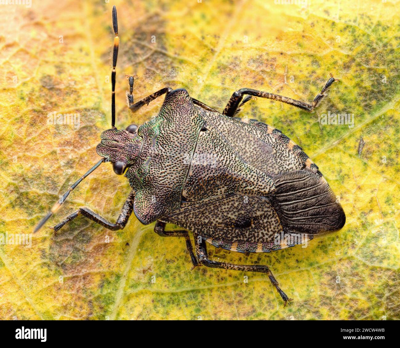 Bronze-Schildkäfer (Troilus luridus) dorsale Ansicht. Tipperary, Irland Stockfoto