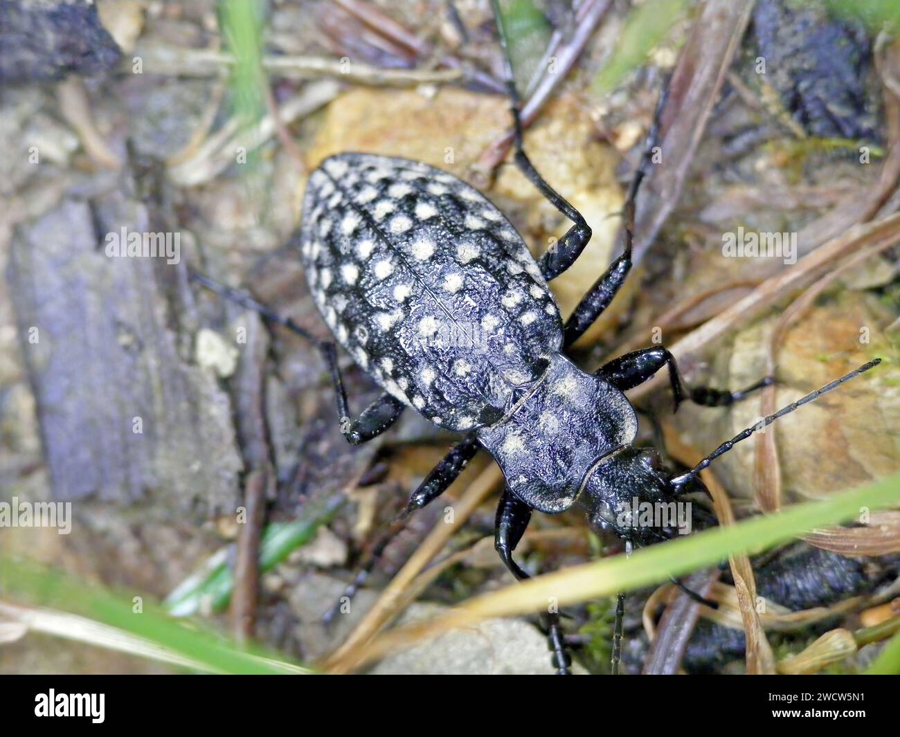 Carabus variolosus eine Art des schwarzfarbenen Bodenkäfers Carabidae. Ein seltenes und geschütztes Insekt, Nature 2000. Stockfoto