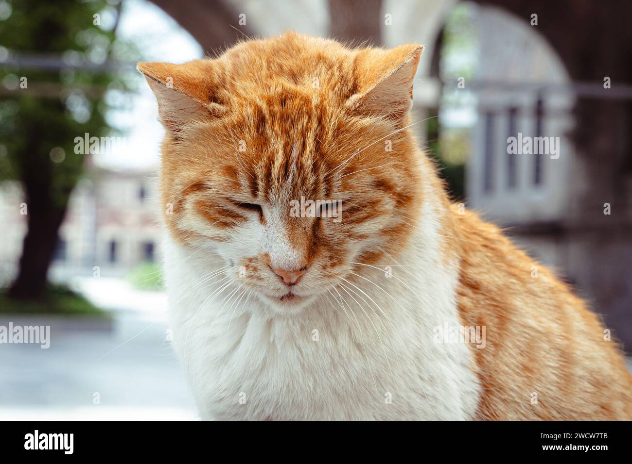 Ein Porträt einer entzückenden Ingwerkatze mit geschlossenen Augen, Istanbul, Türkei Stockfoto