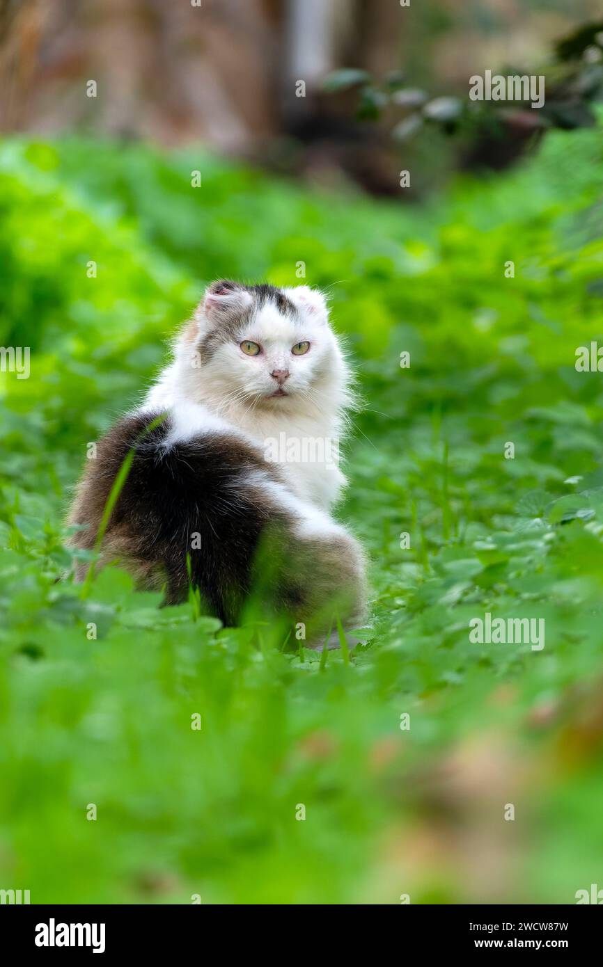 Nahaufnahme einer streunenden langhaarigen Katze im Gras Stockfoto