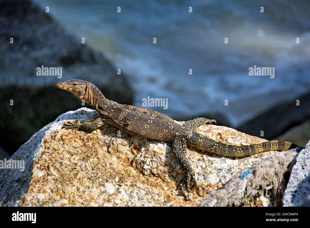 Sonnenbaden-Monitor-Eidechse in Malaysia Stockfoto