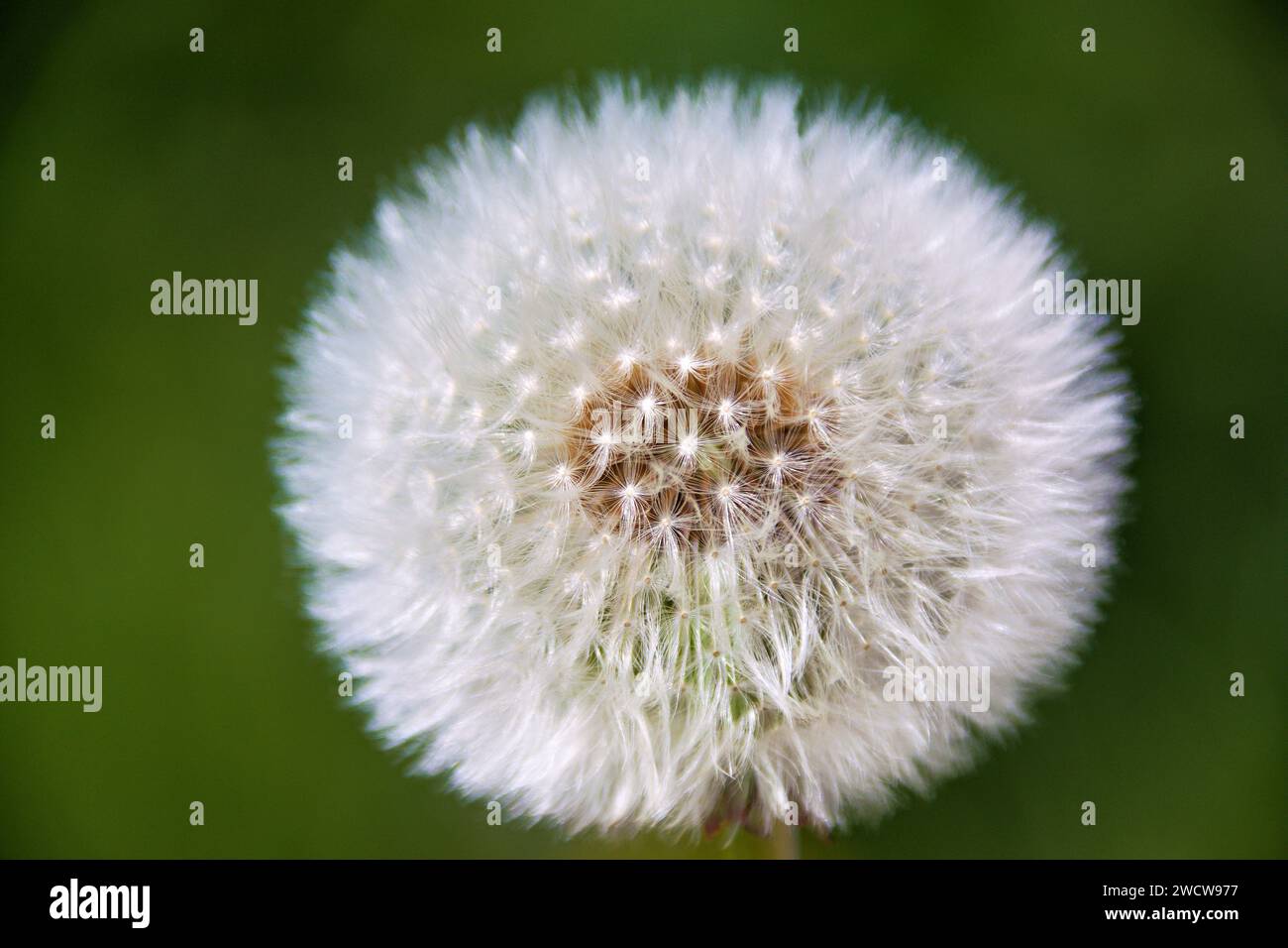 Dandelio mit kugelförmigem Samen-Kopf mit Flaumbüscheln Stockfoto