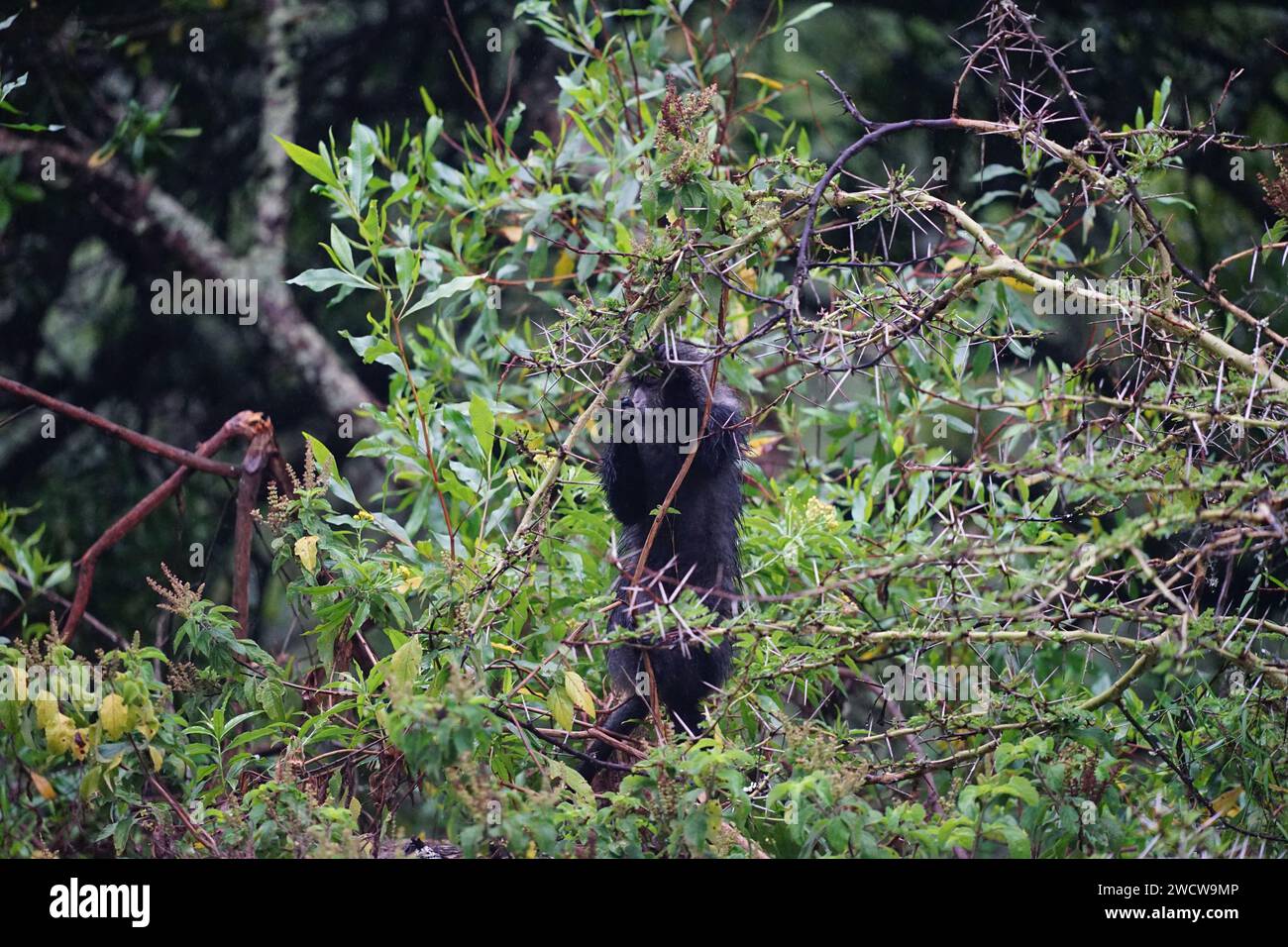 Blauer Affe im Baum Stockfoto