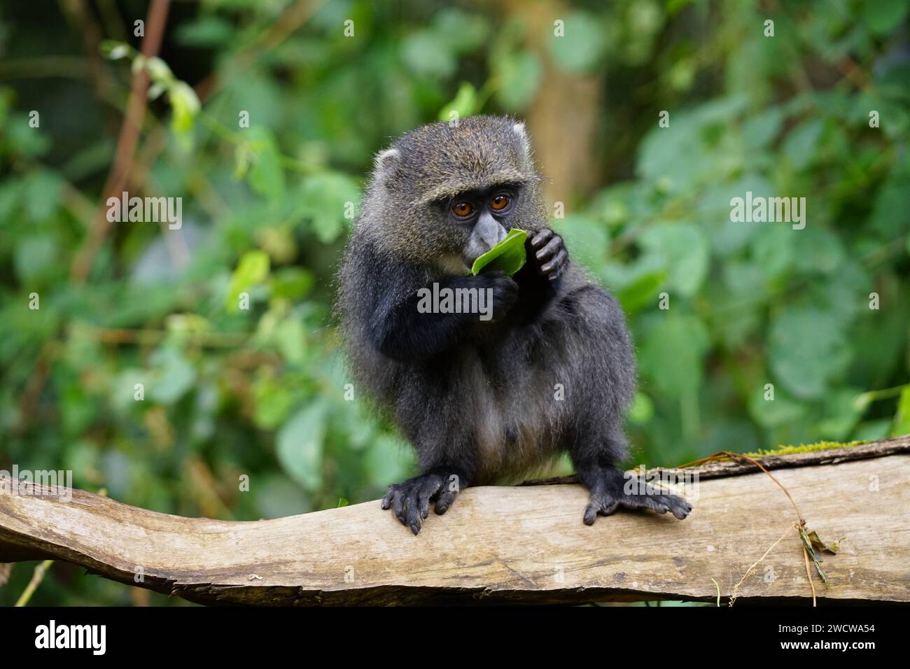 Blauer Affe sitzt auf einer Extremität Stockfoto