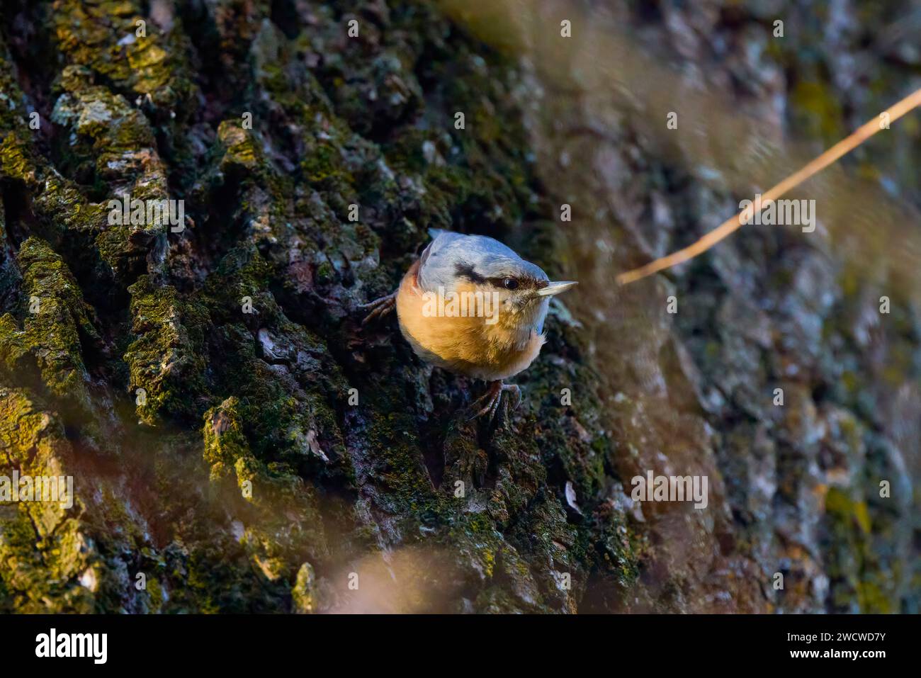 (Sitta europaea) ist ein kleiner Vogel, der im gemäßigten Europa und Asien vorkommt. Er ist der am weitesten verbreitete Vogel in der Familie Sittidae (Shrikes). Stockfoto