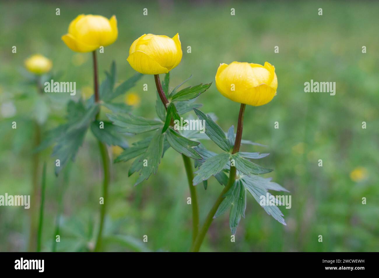 Schöne gelbe Globeflowers europäisch. Stockfoto
