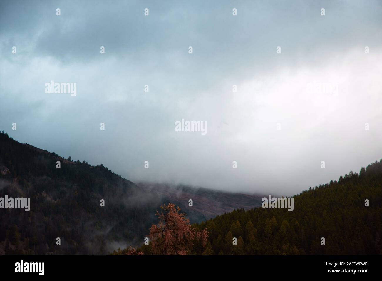 Rätselhafte Dämmerung: Nebelummantelte Kiefern auf Berghängen unter einem Moody Sky Stockfoto