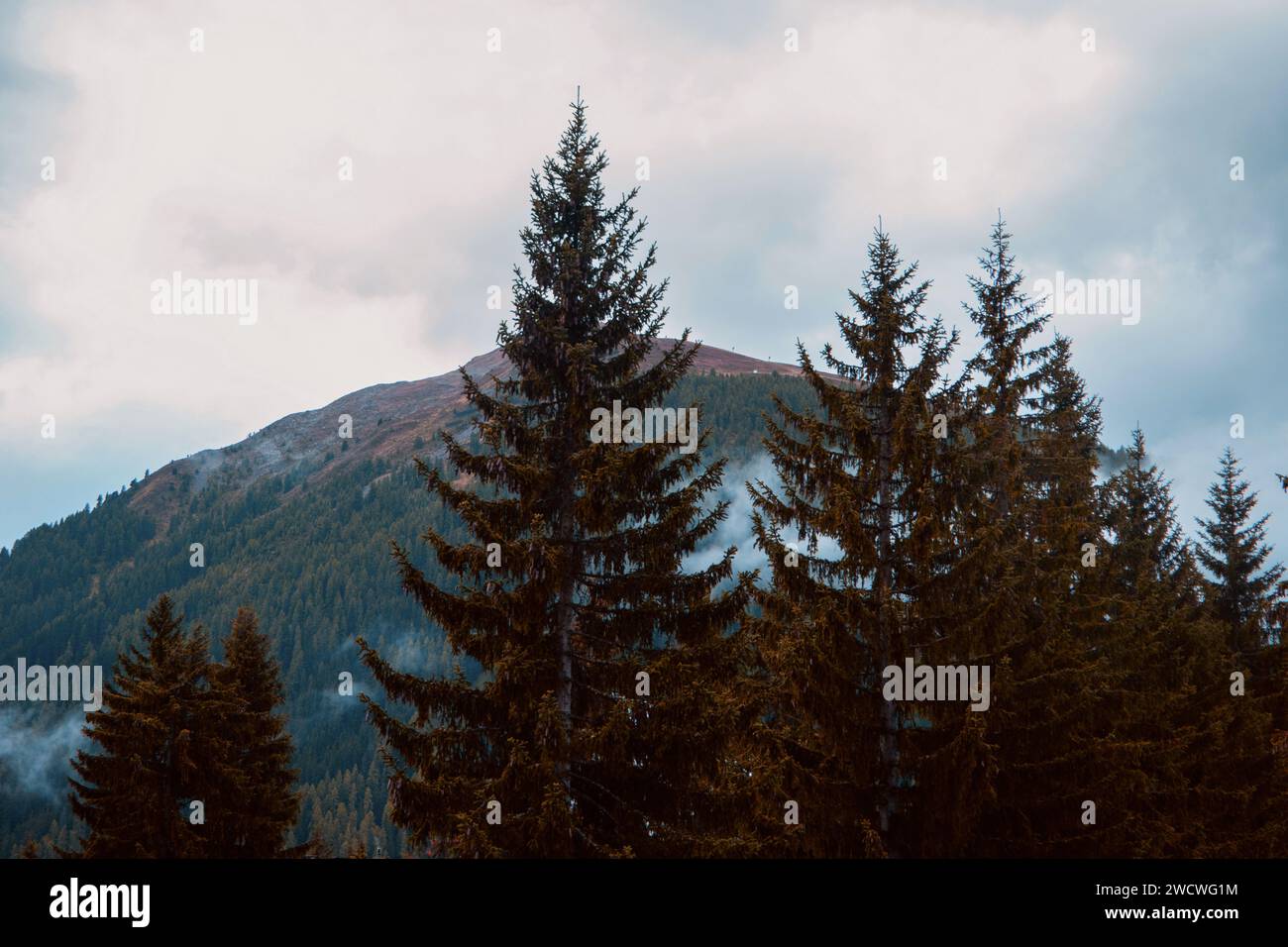 Whispers of the Wild: Alpine Majesty inmitten der Evergreens Stockfoto