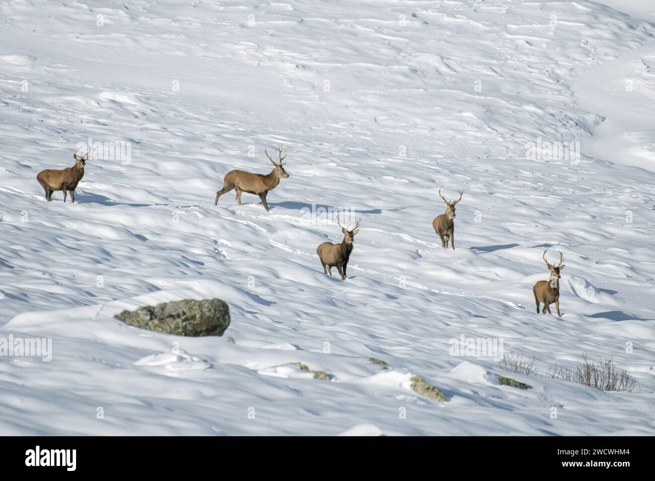 Herde von Rotwild (Cervus elaphus) in einer völlig weißen Winterlandascape in den italienischen Alpen, Horizontal, Januar. Stockfoto