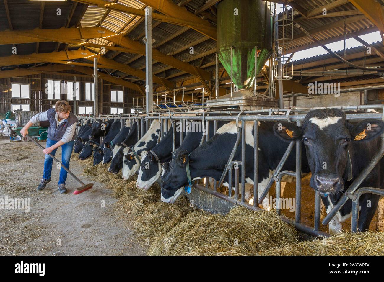 Frankreich, Indre et Loire, Sonzay, Gautraie, Familie Kuipers, ursprünglich aus den Niederlanden, 1993 in Sonzay niedergelassen. Dort züchten sie Milchkühe und wandeln einen Teil der Milch in Butter und Rohmilch Gouda-Eis um. Stockfoto