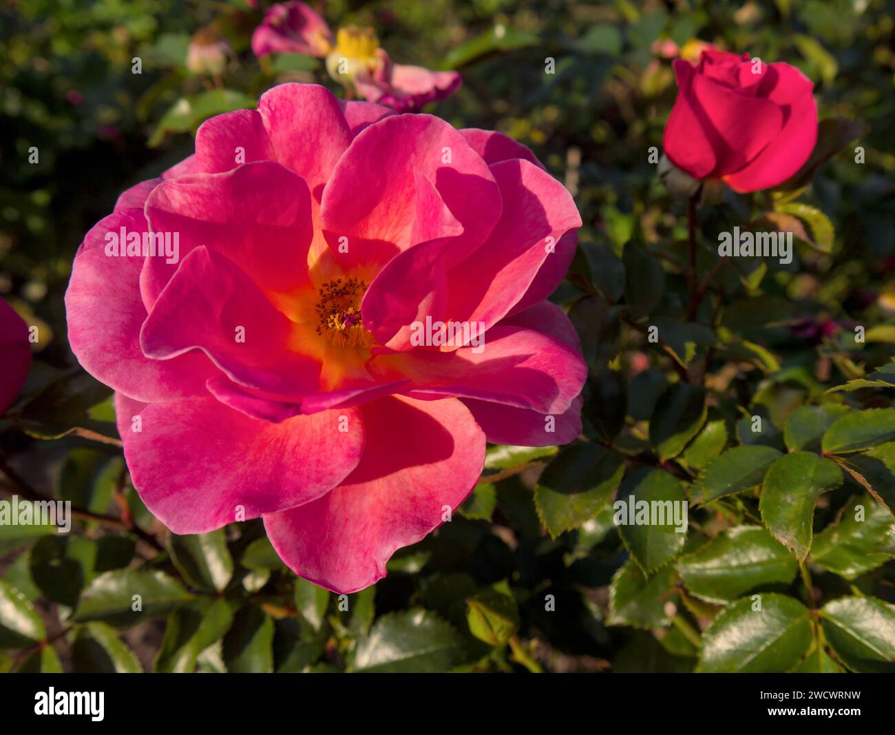 Blühende rosafarbene Rosen im Sonnenlicht, Nahaufnahme Stockfoto