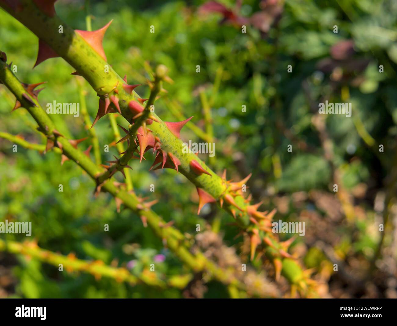 Rosenschaft mit großen roten Dornen im Sonnenlicht, Nahaufnahme Stockfoto