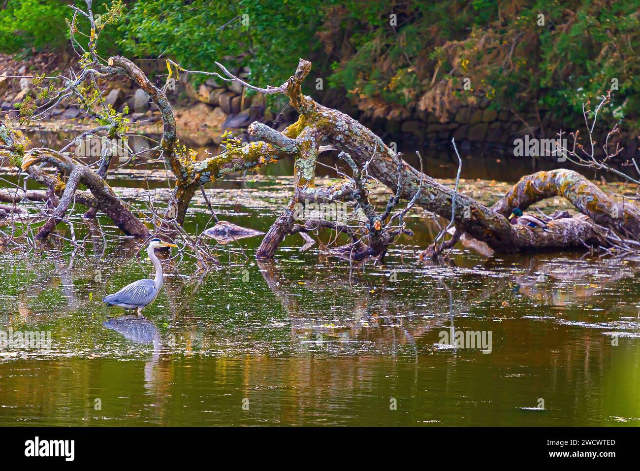 Frankreich, Morbihan, Golf von Morbihan, Graureiher (Ardea cinerea) am Bono-Fluss oder Sal oder Bono ria, Ausgabe der Golfwoche 2023 Stockfoto