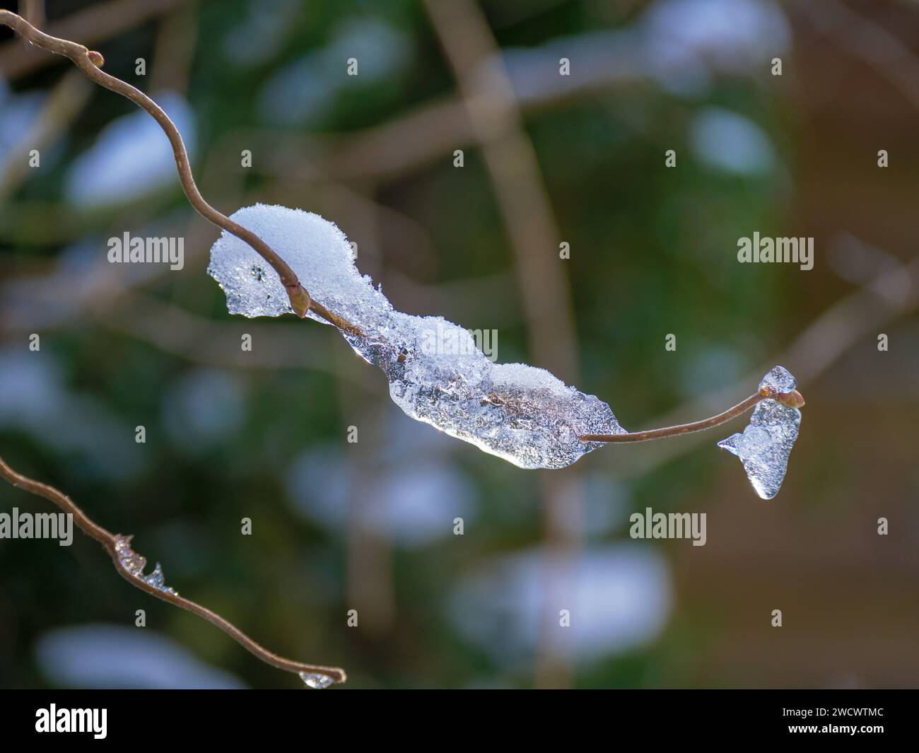 Eiszweig im Garten, Winter, Bayern, Deutschland Stockfoto