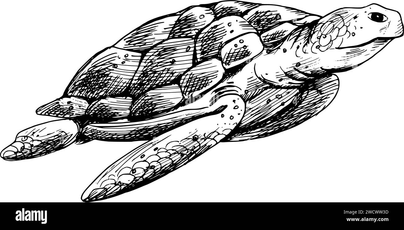Unterwasserwelt Clipart mit Schildkröte. Grafische Abbildung, handgezeichnet mit schwarzer Tinte. Isolierter Objekt-EPS-Vektor. Stock Vektor