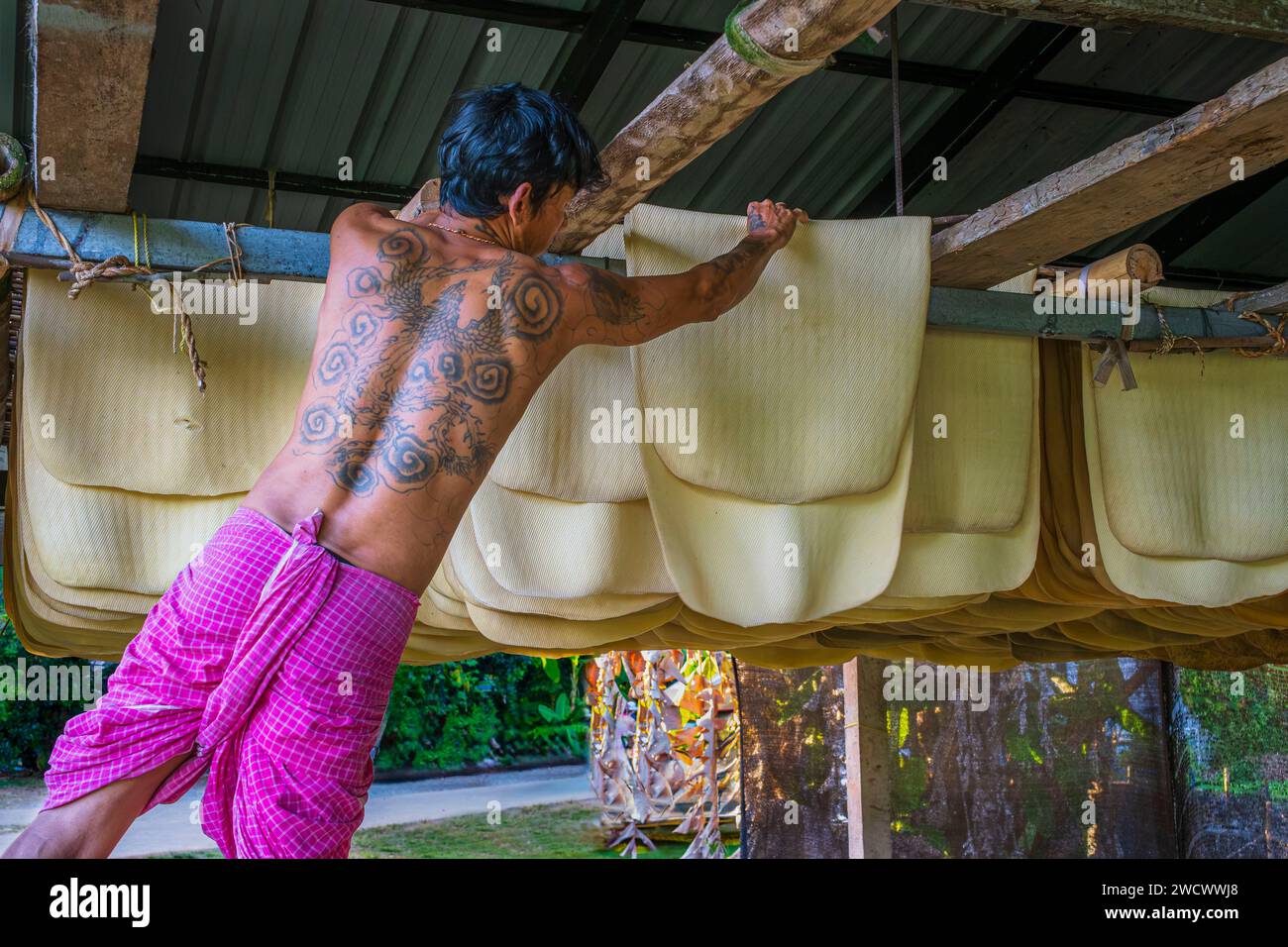 Thailand, Provinz trat, Insel Ko Mak, Gummianbau, Latex trocknen Stockfoto