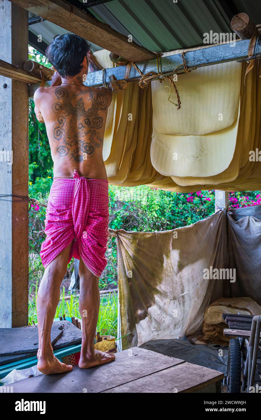 Thailand, Provinz trat, Insel Ko Mak, Gummianbau, Latex trocknen Stockfoto