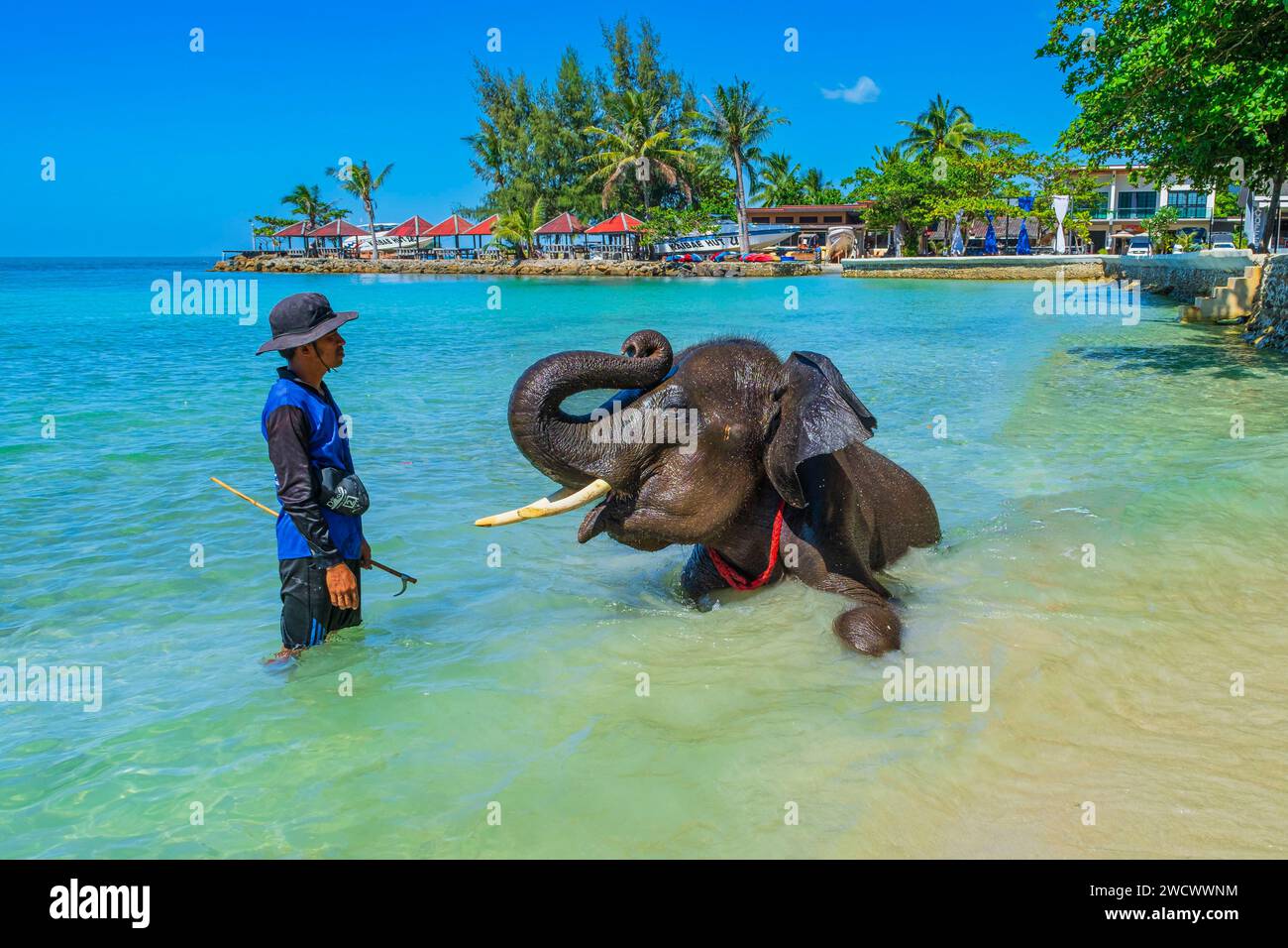 Thailand, die Provinz trat, die Insel Ko Chang, der Strand Kai Bae, Mahout und sein Elefant Stockfoto