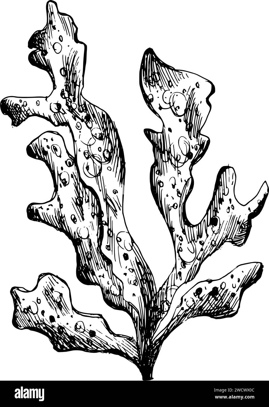 Unterwasser-Welt-Clipart mit einem Zweig von Meereskorallen. Grafische Abbildung, handgezeichnet mit schwarzer Tinte. Isolierter Objekt-EPS-Vektor. Stock Vektor