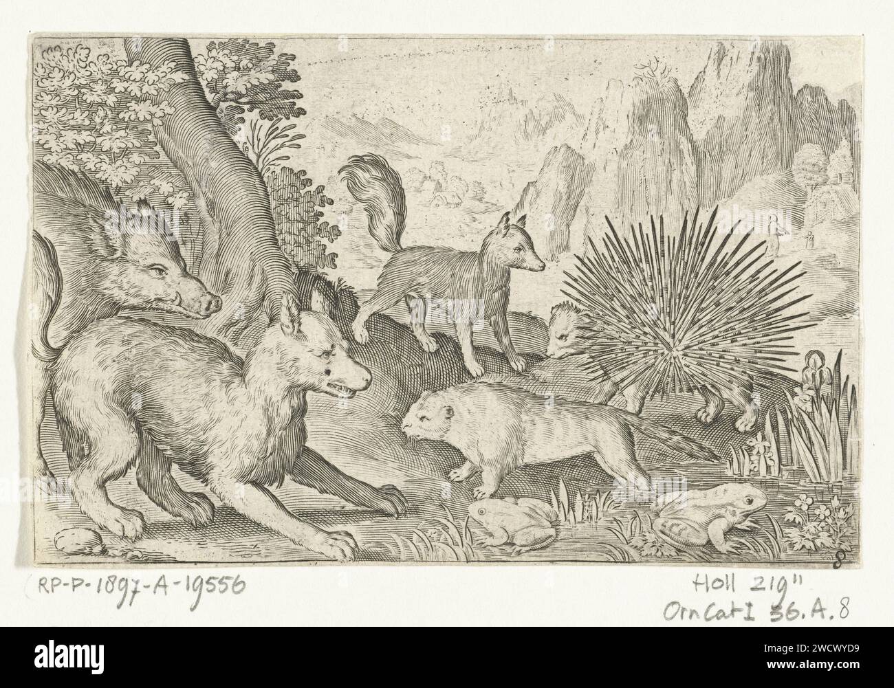 Wildschweine, Füchse, Biber, Stachelschweine und Frösche, Nicolaes de Bruyn, 1621 Druckerei: Niederlande: Amsterdam Papierstich Huftiere: Eber. Raubtiere, Raubtiere: fuchs. Nagetiere: biber. Andere Säugetiere: stachelschwein. Andere Säugetiere: stachelschwein Stockfoto