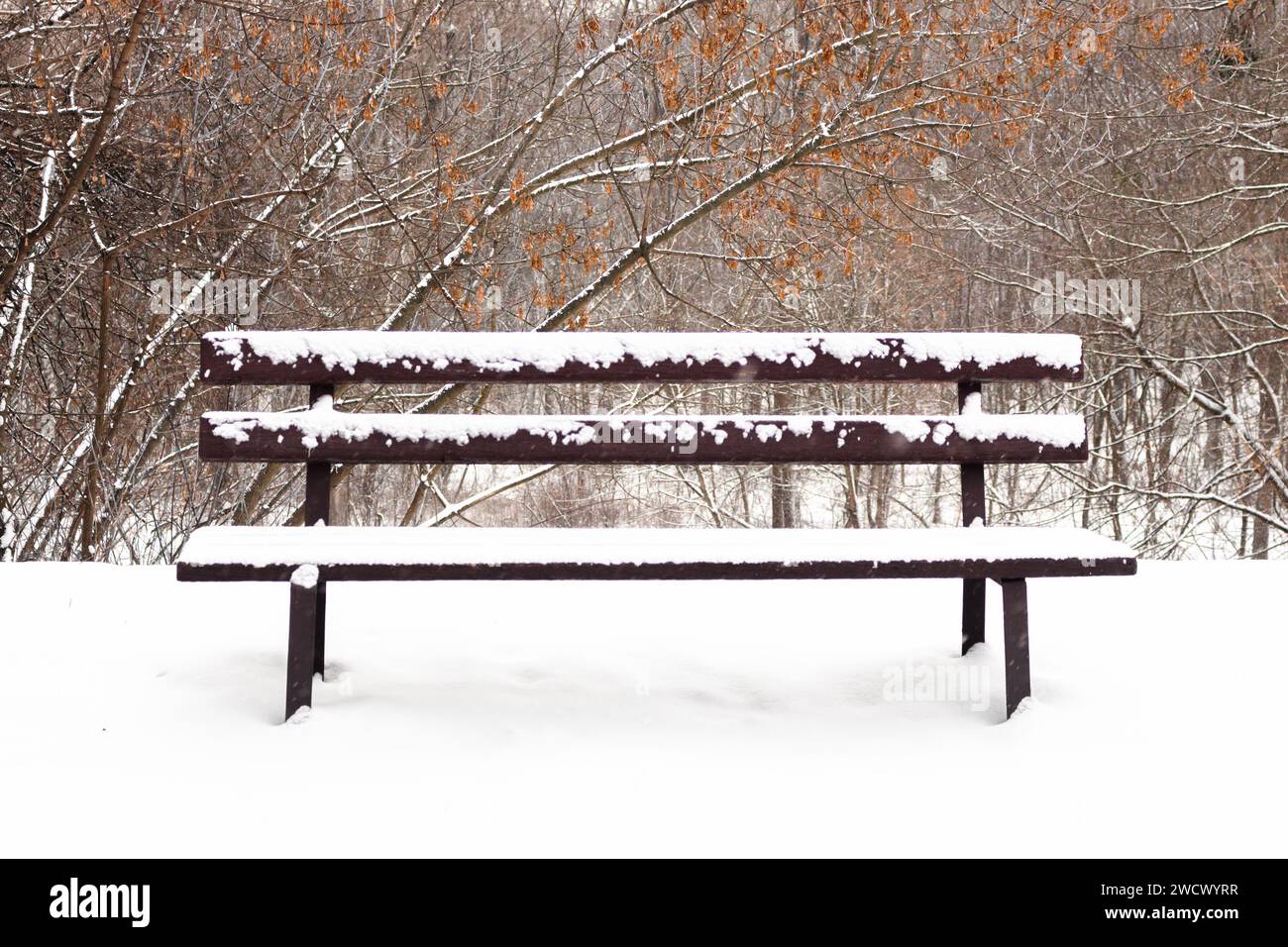 Mit Schnee bedeckte Bank im gefrorenen Wald. Leere Bank im schneebedeckten Park. Winterwetter. Holzbank im Park bei Schneefall. Friedliche Winterlandschaft. Stockfoto