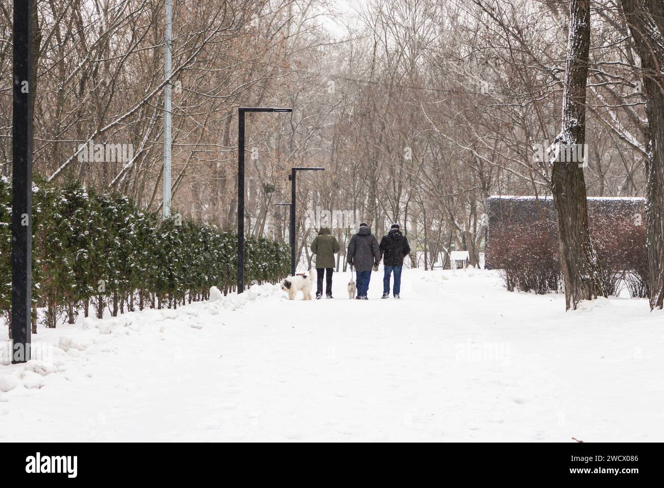 Leute, die mit Hunden im Schneesturm laufen. Winter im Park. Gefrorene Gasse im Schnee, Kiew, Ukraine. Kaltes, schneebedecktes Wetter. Idyllische Winterlandschaft. Stockfoto