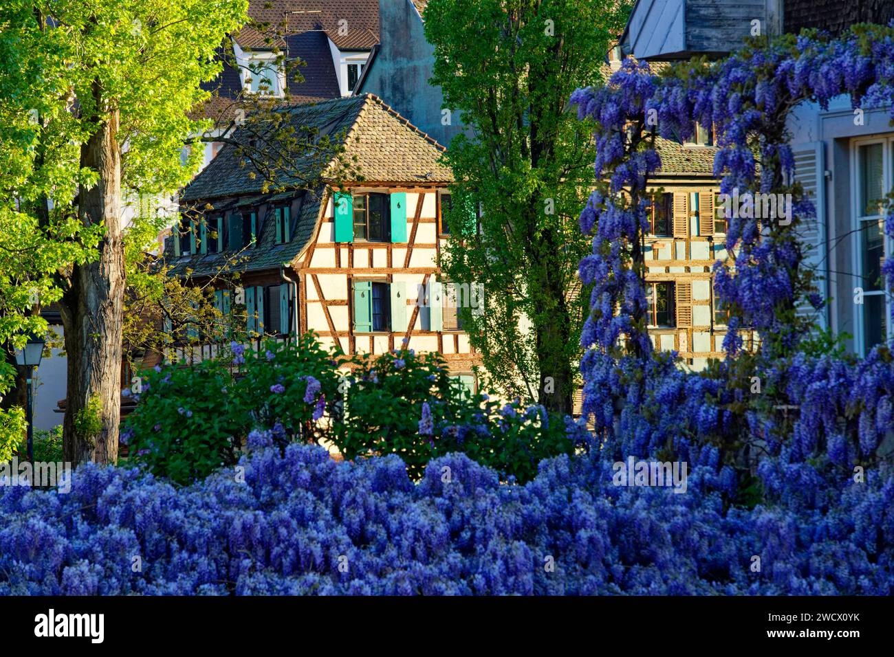 Frankreich, Bas Rhin, Straßburg, Altstadt, die von der UNESCO zum Weltkulturerbe erklärt wurde, das Viertel Petite France, blühende Glyzinien Stockfoto