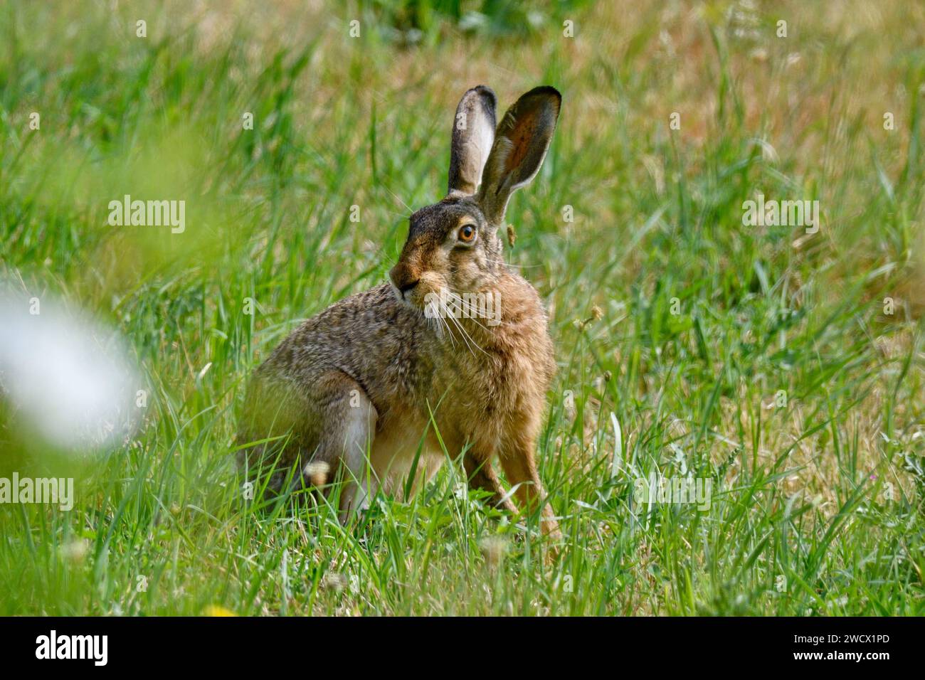 Frankreich, Doubs, Säugetier, Europäischer Hase (Lepus europaeus) Stockfoto