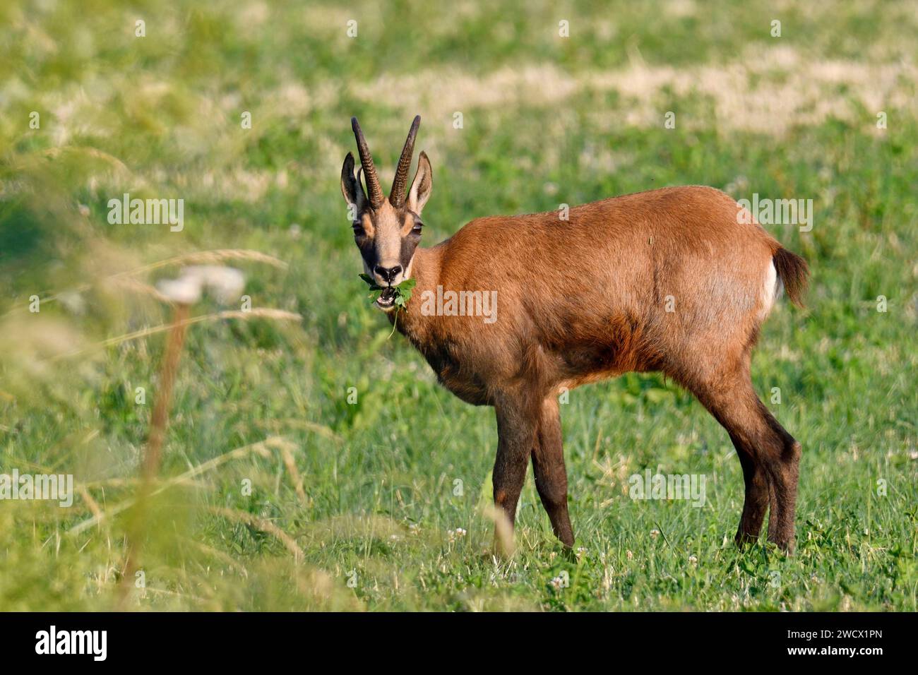 Frankreich, Doubs, Wildtiere, Säugetiere, Alpenchamois (Rupicapra rupicapra) Stockfoto