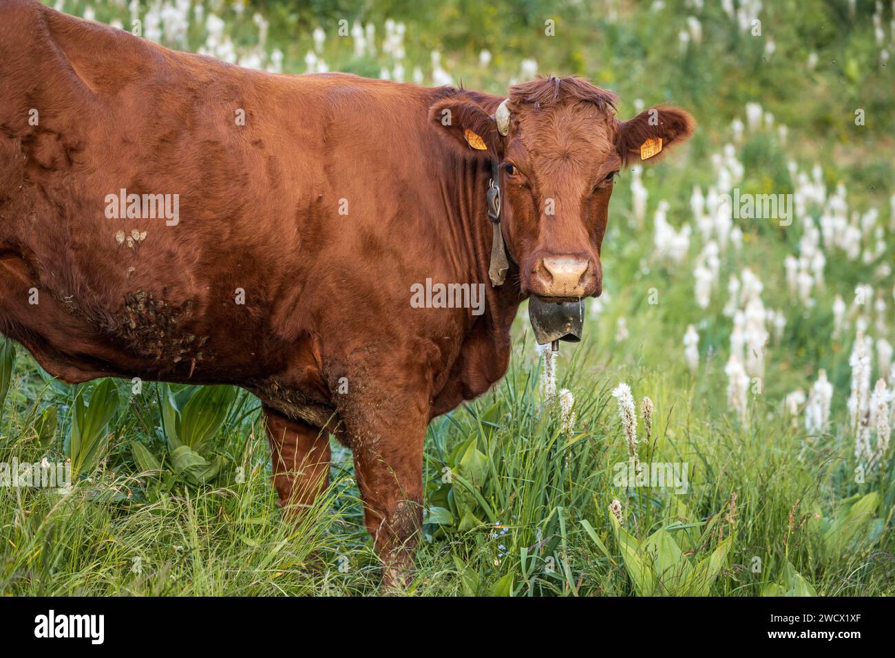 Frankreich, Hautes-Alpes, Villar-d'Arêne, Hochtal der Romanche, Salers-Kuh auf den blühenden Almwiesen von Asphodèle blanc (Asphodelus Albus) Stockfoto