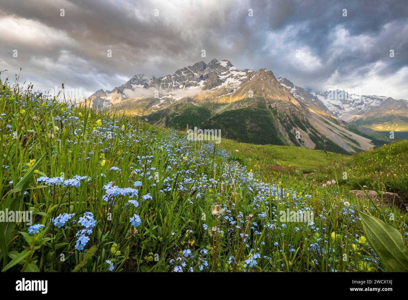 Frankreich, Hautes-Alpes, Villar-d'Arêne, Hochtal der Romanche, Parterre des alpinen Vergissmeinnot (Myosotis alpestris) und Meige (3983 m) am Boden Stockfoto
