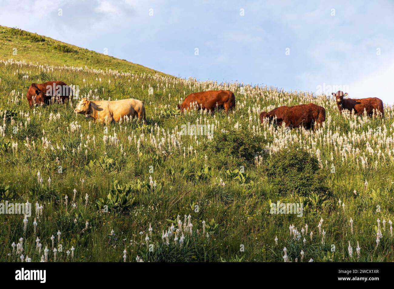 Frankreich, Hautes-Alpes, Villar-d'Arêne, Hochtal der Romanche, Salers Kühe auf den blühenden Almen von Asphodèle blanc (Asphodelus Albus) Stockfoto